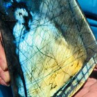 5 74lb Large Natural Gorgeous Labradorite Quartz Crystal Stone Specimen Healing