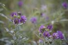 Alfalfa Seeds For Planting - High-yielding Forage Crop  Nitrogen-fixing Non-gmo