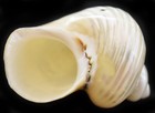One Polished Silver Turbo Shell  2    1  Opening  Medium Hermit Crab Aquarium