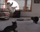 6 Guinea Feather Da Bird Refill Wand Pole Go Cat Catcher Genuine Kittens Fun