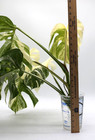 Monstera Albo Borsigiana Variegated Top Cutting Rooted