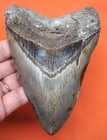 Megalodon Shark Tooth Real Fossil - Shark Teeth - 4 69     No Restorations