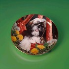 Danbury Mint Dandelion Dog Shih Tzu Collector s Plate   B4907