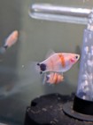 Tiger Striped Mickey Mouse Platy Female Only  Live Fish   Free Shipping 