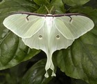 Real Luna Moth Wing Pendant Butterfly Jewelry Y2k Moth Taxidermy Insect Necklace