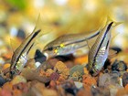 One Dozen Pygmy Corydoras With Free Shipping