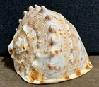 Beautiful 5 5 In  140 Mm cassis Cornuta King Helmet Sea Shell  656