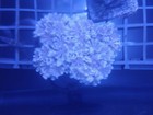Pulsating Xenia Coral Frag