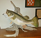 Largemouth Bass Taxidermy Mount On Driftwood Wall Mount Cabin Decor Trophy 20   