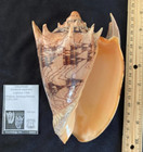 Volutidae Cymbiola Imperialis 166 0mm Zamboanga  Philippines 2015