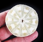 2 Beautiful Small Pale Alfonso Gator Sea Urchins 2-3  Coastal Beach Crafts Decor