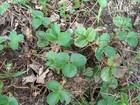 100 Early Glow June Bearing Strawberry Plants - Dormant