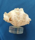 Large Ruffled Squamosa Tridacna Clam Pair Seashell Rare 6 5 Inches On Base