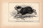 Antique 1900 Old English Sheepdog Print  Ch Cupids Dart Moore Art 6117a