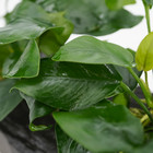 Anubias Nana On Driftwood  l  Live Plants Decoration Freshwater Aquarium Tank