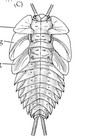 Carboniferous Insect Nymph Fossil Wing Pad Palaeodictyoptera Not Mazon Creek
