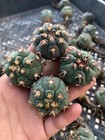 3pcs Gymnocalycium Spegazzinii V unguispinum Succulent Cactus Plants 3cm
