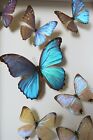 Real 7 Framed Peruvian Blue Morpho Butterflies Quality Home Interior Design