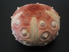 Monster   stereocidaris Granularis Rubra  53 2mm philippine Sea Urchin