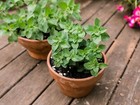250 Italian Oregano Herb Seeds   Heirloomseedguy   2025   Non-gmo