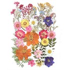 17 Types 48pcs Real Dried Pressed Flowers Leaf Plant Herbarium For Diy Colorful
