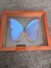Blue Morpho Butterfly Framed Specimen