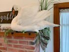 Adult Mute Swan Taxidermy Swimming