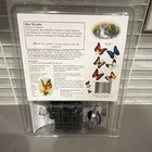 Blue Morpho  morpho Menelaus  Butterfly Specimen Collectible  Unmounted