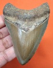 Megalodon Shark Tooth - Real Fossil - 3 15 - Shark Teeth - No Restorations