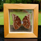 Real Butterfly Blue Morpho Peleides Costa Rica Framed  