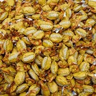 Ginger Flavor  Individually Wrapped  Bulk   Delicious Hard Candy  5 Pounds  Sale