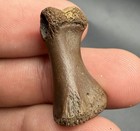 Rare Fossil Ice Age Mammal Or Bird Toe Bone Fossil North Florida River