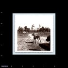 Old Vintage Square Photo Great Dane Dog New Jersey Original B w Snapshot