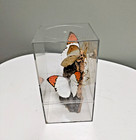 Beautiful Orange Tip Butterfly moth In Plastic Box With Tree Bark 7 5  Tall