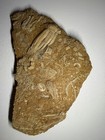 Big Quad Crinoid Calyx Multi Fossil Slab Cymbiocrinus Fifeocrinus Alabama Bangor