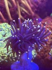 Black Panther  Torch Single Wysiwyg Live Coral Frag Lps Sps