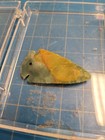 Authentic Stone Arrowhead Relic Colorful Artifact Native American Collectible