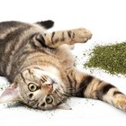 Catnip For Cats  Natural  Pure   Potent  Resealable Shaker Canister  2 Oz