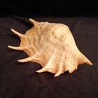 Lambis Truncata 34 2 Cm Giant  Special Color  Strombidae  Sea Shell