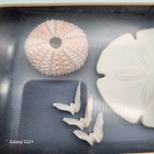 Sand Dollar Shadow Box Art Framed Pink Urchin Doves Birds Key West Fl Vintage