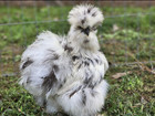 Silkie Hatching Eggs Paint   Black 6  Silkie  Showgirl  Frizzle Npip   Ai Clean