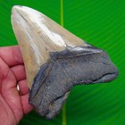 Megalodon Shark Tooth Real Fossil 4 95    Big No Restorations