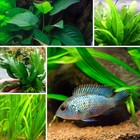 Cichlid Plant Bundle 4 Plants  Live Freshwater Plants Aquarium Plants