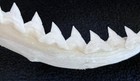 Vintage Authentic Shark Jaw Taxidermy 14    Wide Clean Teeth