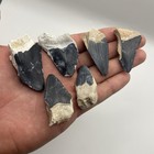 Megalodon Tooth Lot Real Shark Teeth Fossils Florida Blues