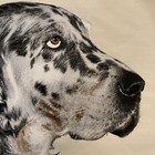 Vintage 90s English Setter Dog Pillow Cover  With  Zipper Dog Art 15   x 15   