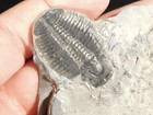 Larger  509 Million Year Old  Elrathia Trilobite Fossil Cambrian Utah 101gr  c