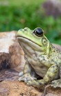 American Bullfrog Figurine - Realistic Green Frog Decor For Home   Garden