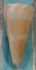Conus Recluzianus 57mm Trawled Off Tawain Formerly Gloriakiensis