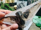   batwing Cicada Entomology Cryptotympana  aquila Papered Specimen
